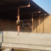 بز جوان نر مست مست|حیوانات مزرعه|سرخنکلاته, |دیوار