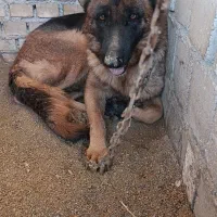 واگذاری سگ|سگ|بندر ماهشهر, |دیوار