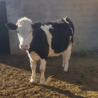 تلیسه سیمینتال ۷ماه ۱۵ روز آبستن