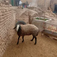 قوچ|حیوانات مزرعه|تهران, فرودگاه مهرآباد|دیوار