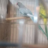 جفت ملنگو اوپال درجه یک جوجه هایش دونه ای پنجاه