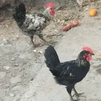 حیوان مزرعه