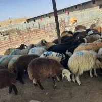 گوسفند زنده