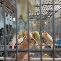 انواع قناری نر و ماده بالغ بخون در همه رنگ|پرنده|تهران, جیحون|دیوار