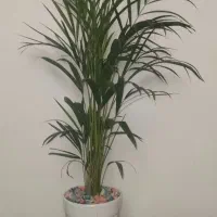 گل اریکا