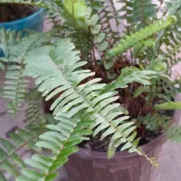 گلها وگیاهان فضای باز|گل و گیاه طبیعی|رویان, |دیوار