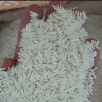 برنج هاشمی محصول زمین خودم
