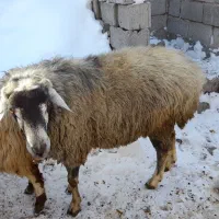 قوچ چال|حیوانات مزرعه|مشگین شهر, |دیوار