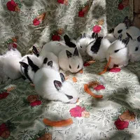 حراج بچه خرگوش