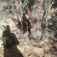 خریداردرخت|خدمات باغبانی و درختکاری|کامیاران, |دیوار