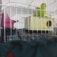 مرغ عشق خوش رنگ