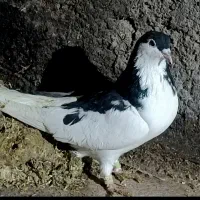 با سلام جفت ساده سیاه نر و چپ سیاه شقه ماده