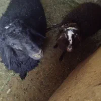 بره گوسفند ۹ ماهه نر و ماده