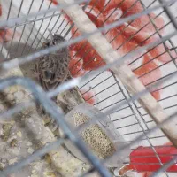 سهره خاکی|پرنده|قره چای, |دیوار