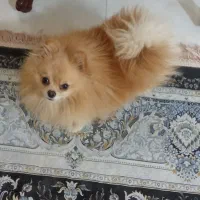 پامر روباهی خالص