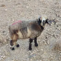 بره چاق درجه یک|حیوانات مزرعه|زرقان, |دیوار