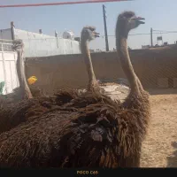 شترمرغ زنده فروش