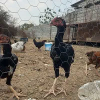 ۷ عدد لاری دم تخم