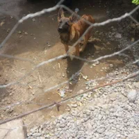 توله مالینیوز بلژیکی|سگ|جیرفت, |دیوار