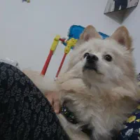 سگ خونگی|سگ|مشهد, امیرآباد|دیوار