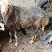 گوسفند نر تخمی ۲ ساله وزن بالا و کار بلد۱۰۰ کیلو|حیوانات مزرعه|ارطه, |دیوار