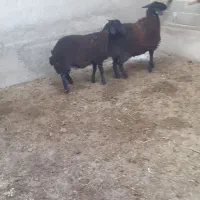 گوسفند نر و ماده نژاد افشار