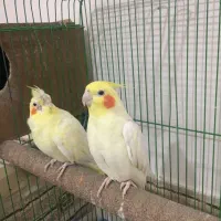 پرنده|پرنده|زیرکوه, |دیوار