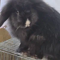 خرگوش لوپ ماده دو ساله|موش و خرگوش|بندرعباس, |دیوار