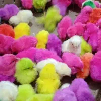 جوجه بومی سفید و رنگی تکی و عمده