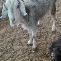 کولار وب ز رومایه گرم|حیوانات مزرعه|مرودشت, ده بید|دیوار