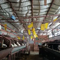 بره نره فروشی توضیحات ببین|حیوانات مزرعه|هشتگرد, هشتگرد قدیم|دیوار