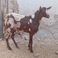 فروش نری پچی جوان اطراف رویدر