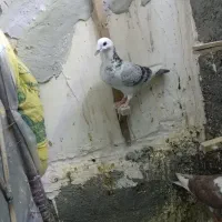 کبوتر پرشی|پرنده|تربت جام, خیرآباد|دیوار