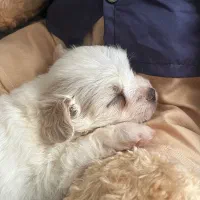 توله مالتیز ماده