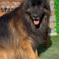 ژرمن شپرد شولاین|سگ|کرمانشاه, |دیوار