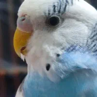 گمشده|پرنده|صحنه, |دیوار