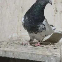 کله مشکی|پرنده|مشهد, رضاییه|دیوار