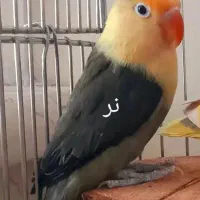 جفت طوطی برزیلی|پرنده|کازرون, |دیوار