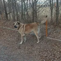 فروش سگ پژدر خالص