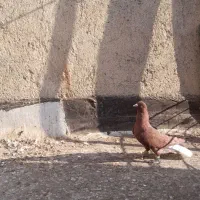 کفتر|پرنده|اقبالیه, |دیوار