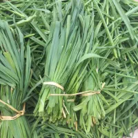 قرمه سبزی|خوردنی و آشامیدنی|نوشهر, |دیوار