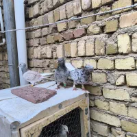 کبوتر|پرنده|تاکستان, |دیوار