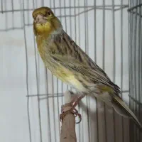 قناری نر بخون  آوازخوان