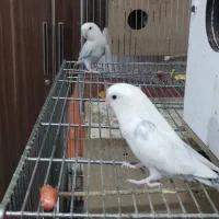 سلام .اهوازم چهار عدد پرنده طوطی برزیلی مارک عالی