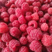 ارقام نهال بلوبری نهال مثمر و غیر مثمر باغ ویلا|خدمات باغبانی و درختکاری|بروجرد, |دیوار