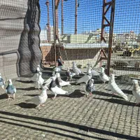 کبوتر طوق|پرنده|مریوان, |دیوار