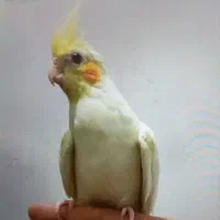 طوطی عروس هلندی وملنگورام|پرنده|کرج, شهرک فهمیده|دیوار