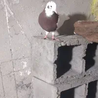 کبوتر طوقی|حیوانات|میاندوآب, |دیوار