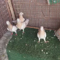 تعدادی کفتر درجه یک|پرنده|شیراز, دکتر حسابی|دیوار