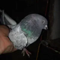 نر پاکستانی ماده دوم ذغالی